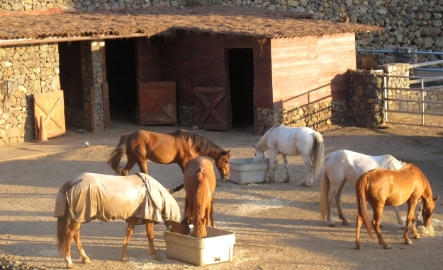 Acht Pferde - ebenfalls aufgelesen - werden für die Therapie verwendet. Foto: Doris